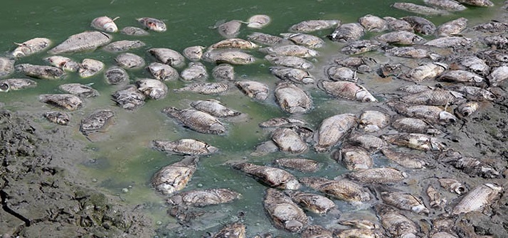 Oksijensiz kalan yüzlerce balık telef oldu