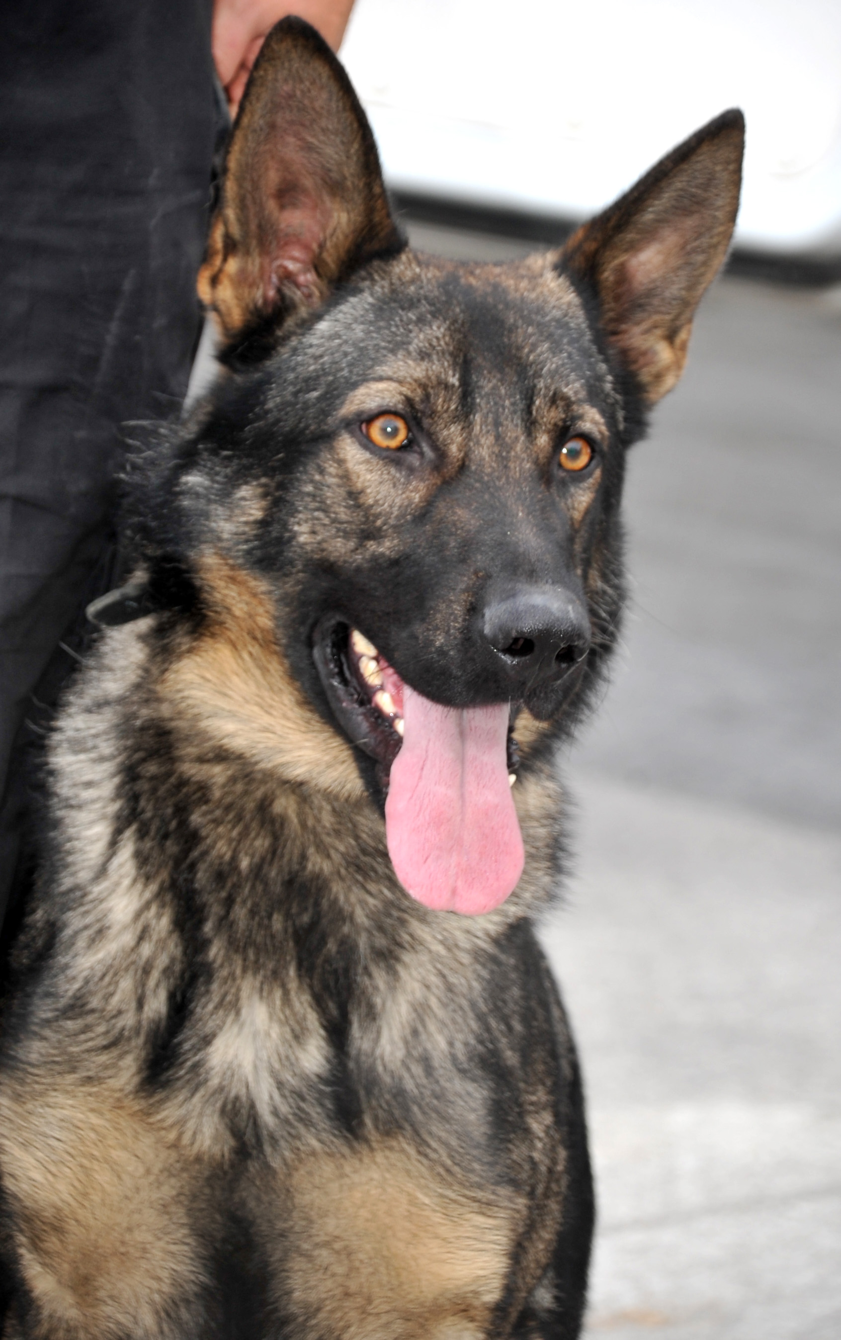 TÜRKİYE'NİN NARKOTİK KÖPEKLERİ KAPIKULE'DE EĞİTİLİYOR 