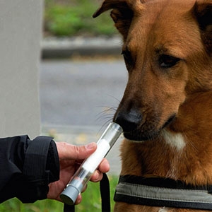 Köpekler Kanserin Kokusunu Alıyor