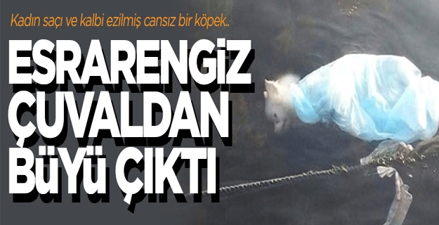 Denize atılan köpek cesedi 'ölüm büyüsü' mü?