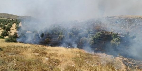 Siyonist Yerleşimciler, Ağaçları Yaktı