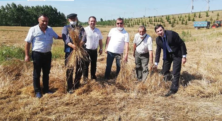 10 bin yıllık siyez buğdayının hasadı yapıldı