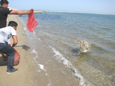 Yunanistan'a Kaçırılmak İstenen 1.5 Ton Kaçak Midye Yakalandı