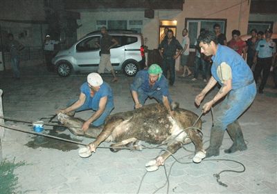 Limandan Kaçan Angus, Korku Dolu Anlar Yaşattı