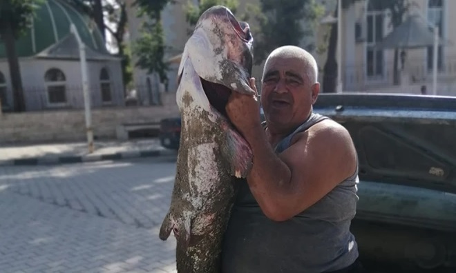 Meriç Nehri'nde yaklaşık 2 metrelik yayın balığı yakalandı