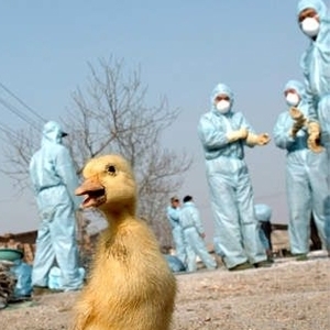 Vietnam'da Kuş Gribinden İkinci Ölüm