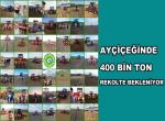 Ayçiçeğinde 400 bin ton rekolte bekleniyor