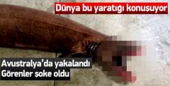 Avustralya'da sudan korkunç bir köpekbalığı çıkartıldı.