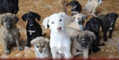 Edirne'de yasaklı ırk köpek denetimleri artırılacak