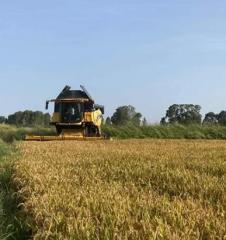 Edirne ovalarında hasat başladı