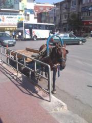 Tekel Meydanı Esnafı, At Arabalarından Şikayetçi