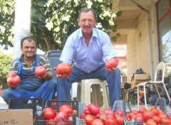 Şarköy de Bir Buçuk Kiloluk, Domates Yetiştirildi