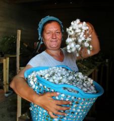 EDİRNE’DE İPEK BÖCEKÇİLİĞİ YENİDEN CANLANIYOR.