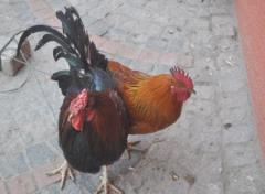 Köy Tavuğuna Talep Yok